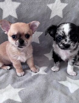 Wunderschöne einzigartige Chihuahua Welpen - Krefeld