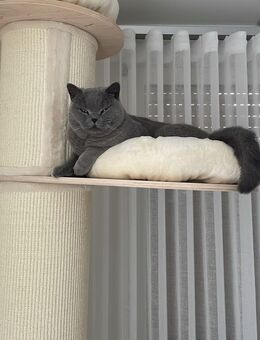 Kater in liebevolle Hände abzugeben - Hamm