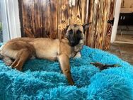 Noah, 1 Jahr sucht Zuhause - Berlin