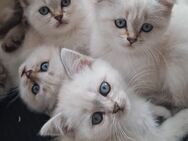 Bkh Kitten,Blue point Kitten - Dortmund Huckarde