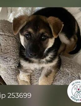 Chip 253699: Hundekind sucht ein Zuhause - Kirchzell