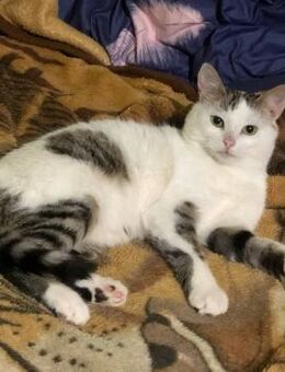 Odie - siehe Garfield - Weilmünster