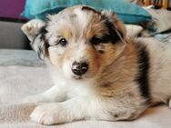 Australian Shepherd Welpen abzugeben - Drentwede