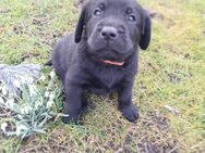 Labradorwelpen: 1 schwarzer Rüde sucht noch ein liebevolles Heim - Eisenberg (Thüringen)