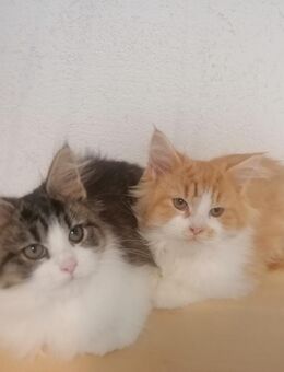 Maine Coon Kitten reinrassig - Hahn