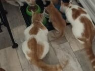 3 junge Katzen (Baby`s) abzugeben - Meuselwitz Wintersdorf