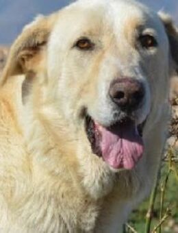 DORON - ein sanfter Riese! - Sulzbach-Laufen