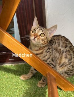 Bengalkätzchen ein Mädchen und ein Junge - Hamburg