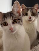 2 Katzen suchen ein neues Zuhause in 24937