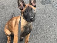 Malinois/ Belgischer Schäferhund Welpe - Köln