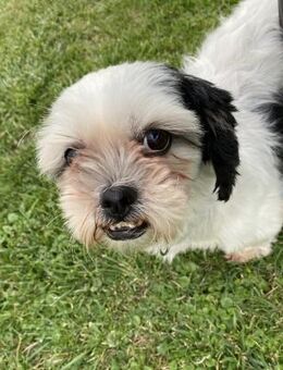 KALINE ❤️ sucht ihr Für-immer-Zuhause - Fahrenzhausen
