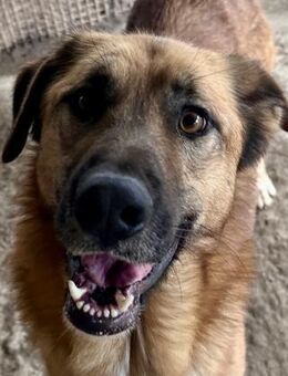 ALEX - er hat so viel Potenzial - Dänischenhagen