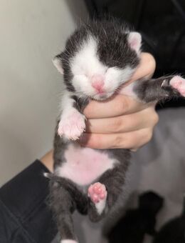 Kitten zu vermitteln - Merzig Zentrum