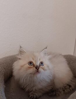 Süße Maine-Coon – Perser/ Perser Katzenbabys, Babykatzen, Kitten, Katzen Perserkatze, cats - Berlin Steglitz-Zehlendorf