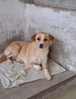 IRISZ - ÄNGSTLICHE STRAßENHÜNDIN - Nörten-Hardenberg