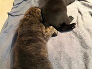 Englische Bulldoggen Cane Corso Mix - Speyer