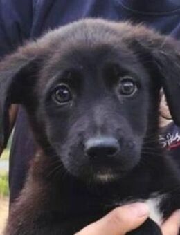 Hundebaby FERGUS - Gefrees