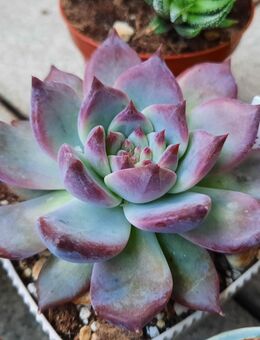 Sukkulente: Echeveria Colorata f. brandtii - Troisdorf