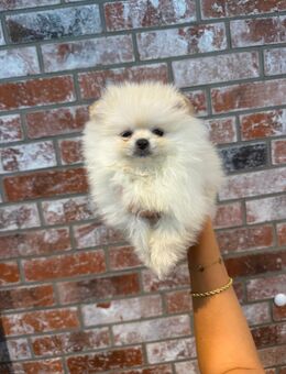 Pomeranian Zwergspitz Welpen - Hannover