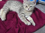 Bkh kitten reinrassig abzugeben - Gelsenkirchen