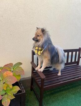 Balto-vom Kettenhund zum Kuschelprinzen - Chemnitz