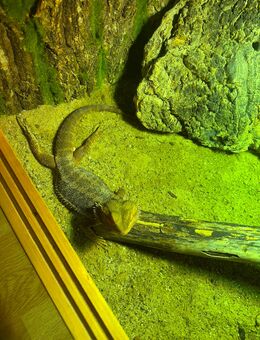 Bartagame - Nettetal