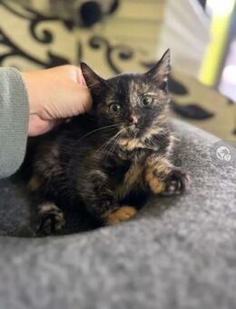 Jollie Verspieltes Katzenmädel - Unterföhring