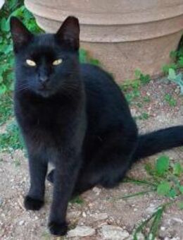 Coco sucht ihren Menschen - Bergkirchen