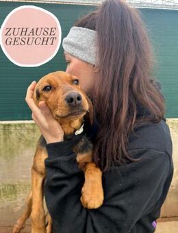 Zarte BLUE sucht dringend ihre Familie❤️ - Saarbrücken