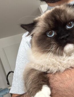 Ragdoll/Perser-Kater - Hanau (Brüder-Grimm-Stadt) Innenstadt