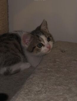 Bkh Kater / kitten - Berlin Mitte