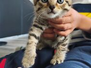 Bengal-Mix Kitten Kater - Grevenbroich
