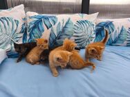 Bengal Mix Kitten Mädchen - Grevenbroich