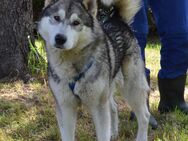 Dabo - Wunderschöner Husky-Mischling - Obertshausen
