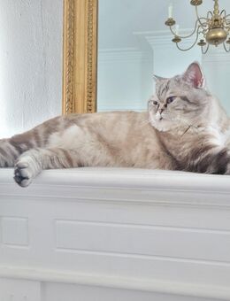 Britische Kurzhaar Deckkater - Lüneburg