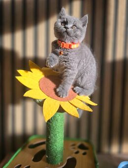 Britisch Kurzhaar - Dortmund