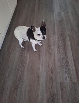💙 Benni 10-jähriger Chihuahua-Mix - Kassel