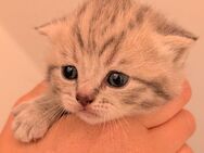 BKH Britisch Kurzhaar Kitten - Lindau (Bodensee)