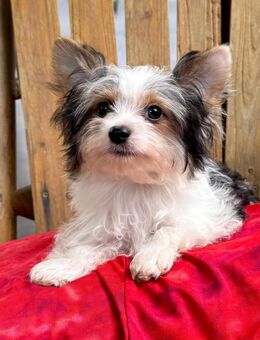 Biewer und Biro Yorkshire Terrier - Wiesbaden
