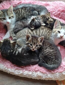 Süße Katzenbabys suchen zum Anfang November ihr neues Zuhause - Schönaich