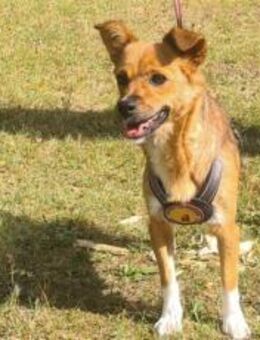 Umgängliche Josepha sucht ihre Menschen - München