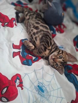 Foreo mini Leopard mit Stammbaum - Ankum