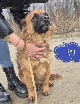 Ryu ein Engelchen - Flörsheim-Dalsheim