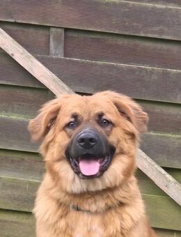 Patch sucht sein Zuhause - Neuss