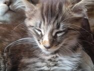 Maine coon kitten - Cornberg