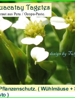 ❤ Tagetes Huacatay Duftendes Würzkraut aus Peru / Ocopa-Paste und natürlicher,wichtiger Gartenhelfer ! Samen Tulpenstolz Essbare Blüten Gegen Wühlmäuse und Nacktschnecken,weiße Fliege, - Hamburg