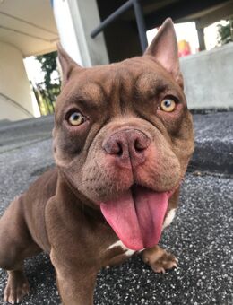 Bully Hündin 2 Jahre jung - Hamburg Harburg