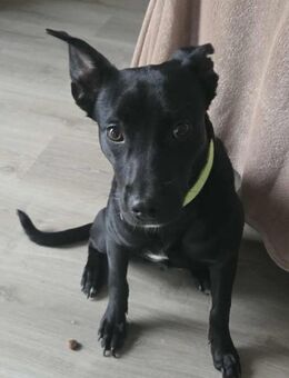 Findus - freundlich und lieb - Höchst (Odenwald)