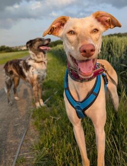 Laika - die Sportliche - Langen (Hessen)