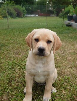 Weißbrauner Labrador-Mix Welpe weiblich - Günstedt